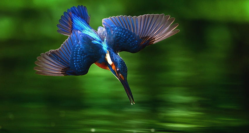 Questi - Kingfisher Bird che si tuffa nell'acqua - Sfondo HD