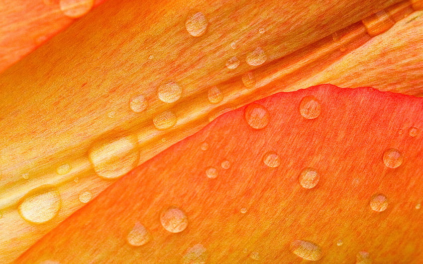 wet flower, nature, flower HD wallpaper