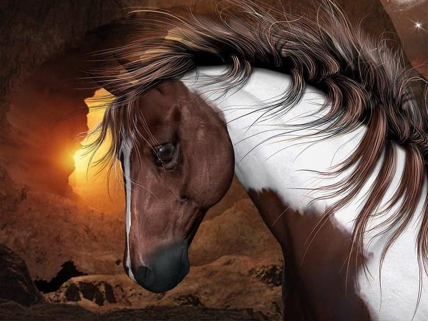 wild paint horse wallpaper