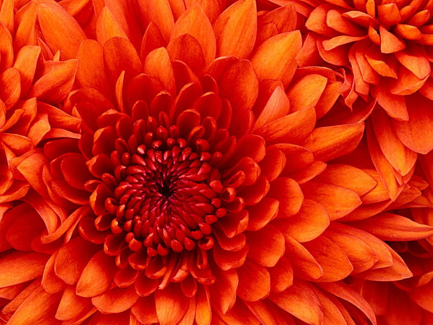 Chrysantheme, Spaß, Blume, cool, Natur HD-Hintergrundbild