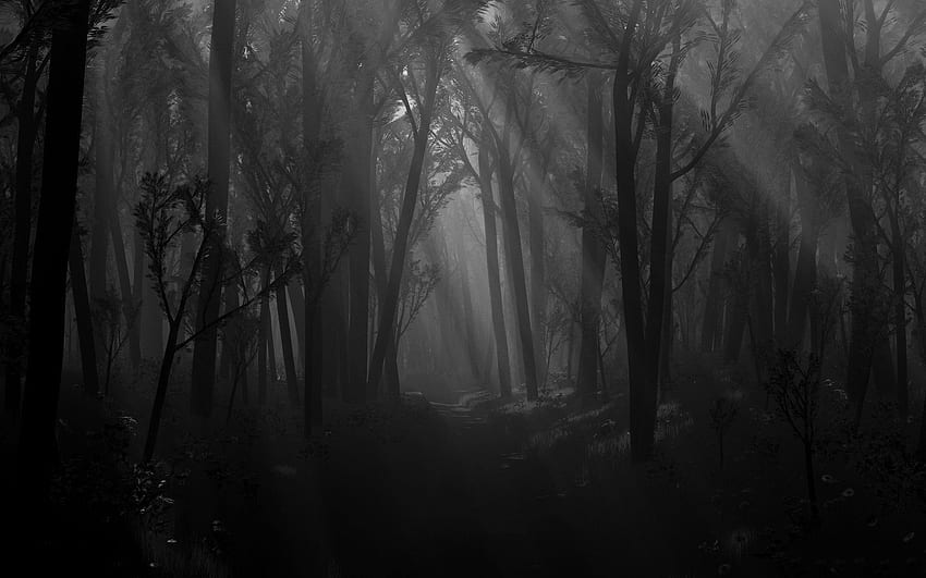 森の背景、暗い森の美学 高画質の壁紙