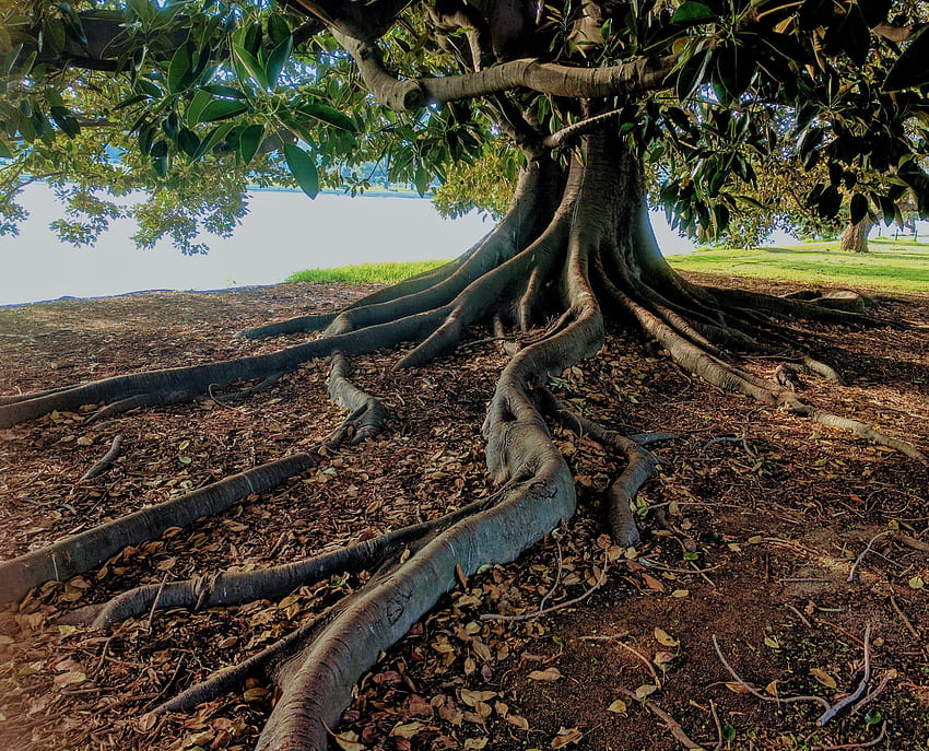 Gray Trunk Green Leaf Tree Beside Body of Water · Stock, Tree Roots HD