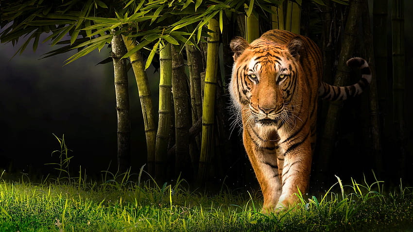 Tigre, verde, animal, gato grande, tigru, selva, bambu papel de parede HD
