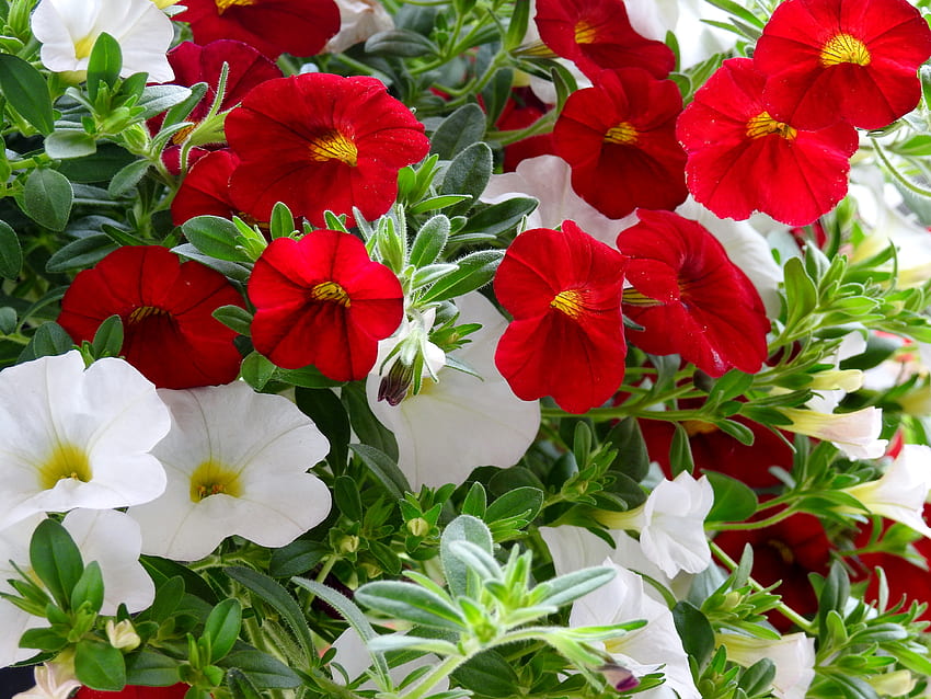 Red And White Million Bell Petunias, White, graphy, Million Bell Petunias, Red, Flowers, Nature, Spring HD wallpaper