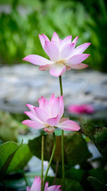 HD wallpaper: pink and white lotus flower, water, lily, mobile phone  background | Wallpaper Flare