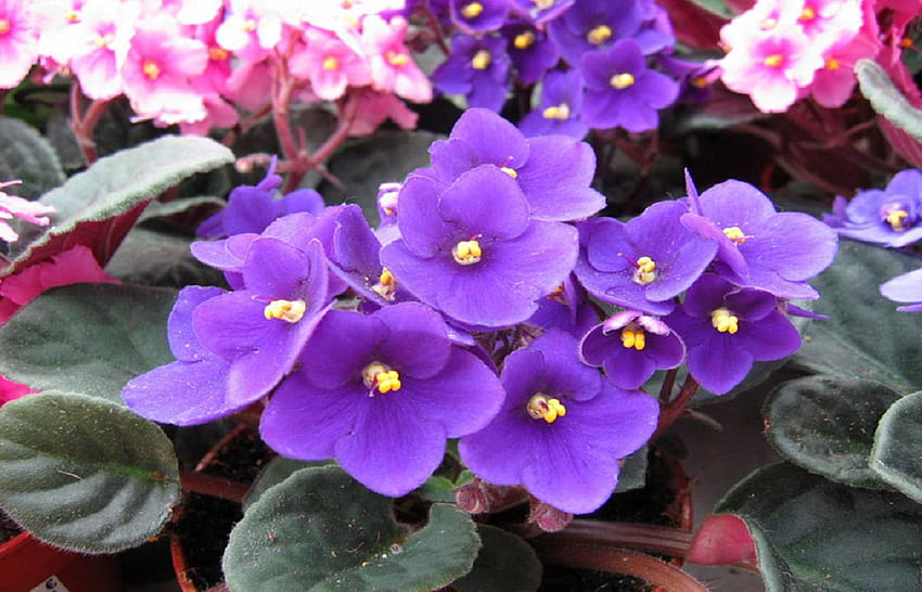 Saintpaulia (African Violet)., planta, flor, folha, violeta africana, saintpaulia, pétala papel de parede HD
