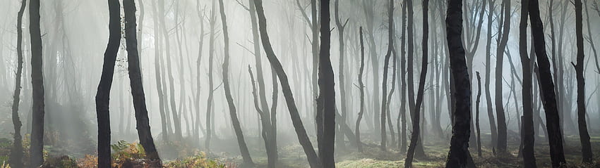 bosque, rayo de sol, árboles, plantas, niebla, 3840x1080 fondo de pantalla