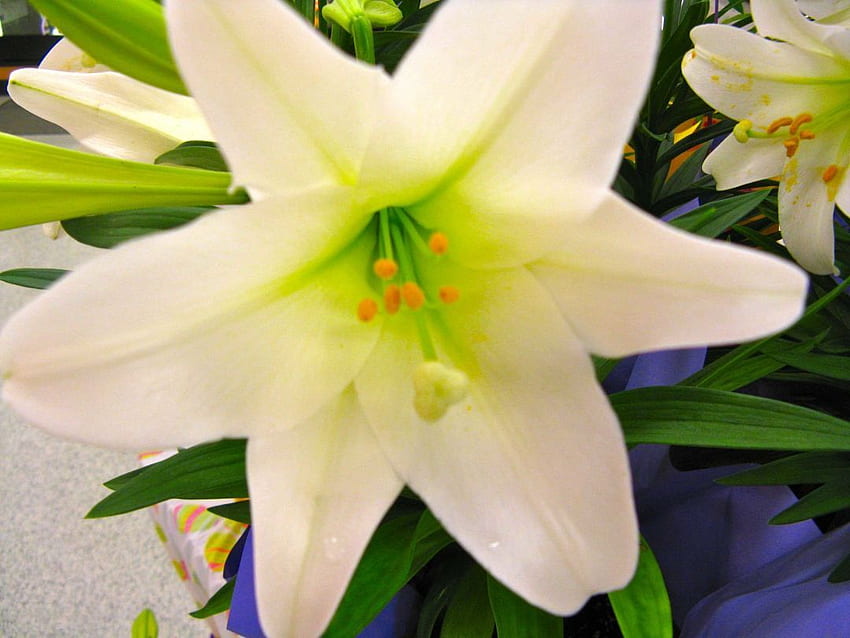 Easter lily - Android, iPhone, Background / (, ) () (2020) HD wallpaper