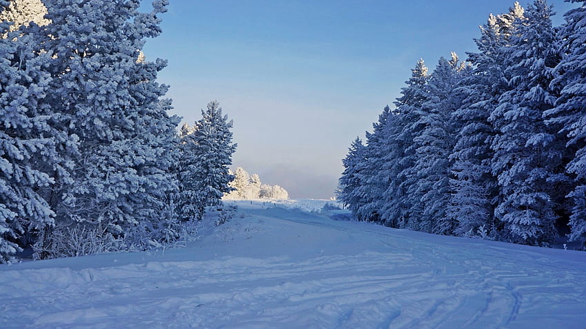 冬の風景、木々、空、森、雪、日光 高画質の壁紙
