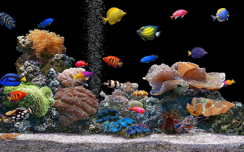animales, peces, coral, multicolor, abigarrado, mundo submarino fondo de pantalla