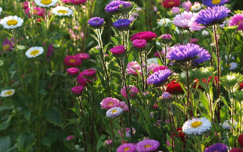 แอสเตอร์และดอกเดซี่ แอสเตอร์ ดอกไม้ฤดูใบไม้ผลิ ธรรมชาติ ดอกไม้ ฤดูใบไม้ผลิ ดอกเดซี่ วอลล์เปเปอร์ HD