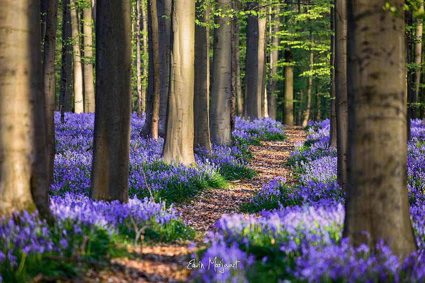 Hyacinthoide, Bélgica, primavera, bosque, flores Naturaleza fondo de pantalla