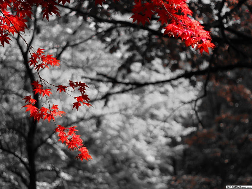 Red maple leaf, Japanese Maple Leaves HD wallpaper