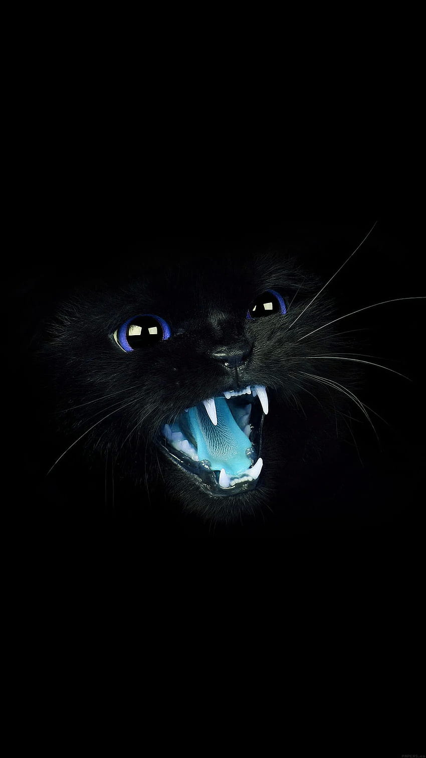 かわいい黒猫の青い目 HD電話の壁紙
