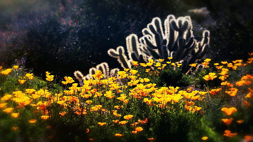 Amapolas de primavera y cholla en el desierto de Sonora, arizona, flores, estados unidos, flores fondo de pantalla