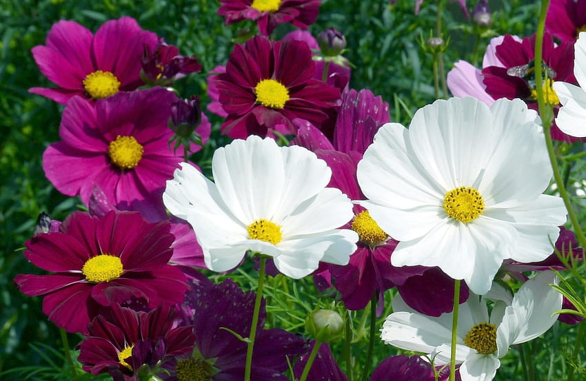 Blumen, Sommer, Hell, Blumenbeet, Blumenbeet, Kosmeya, Kosmos HD-Hintergrundbild