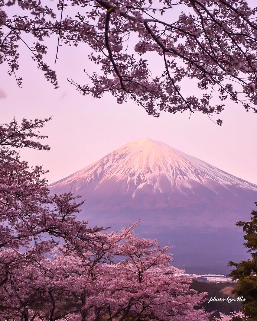 Spring Flower Garden Mount Fuji Lake Kawaguchi , Mount Fuji Cherry ...