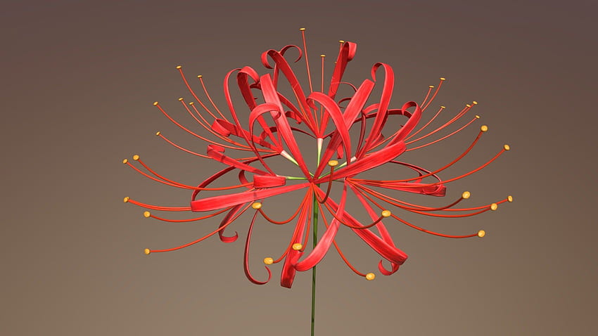 Higanbana (Red Spider Lily) 3D Model By Jack Yu Chieh Chang HD ...