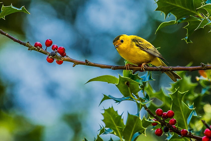 Animals, Berries, Bird, Branch, Warbler, Kamysovka HD wallpaper