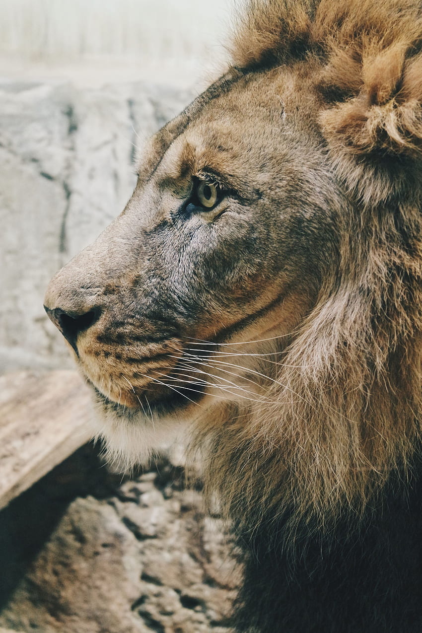 สัตว์ สิงโต นักล่า แมวตัวใหญ่ สายตา ความคิดเห็น แผงคอ ข้อมูลส่วนตัว King Of Beasts King Of The Beasts วอลล์เปเปอร์โทรศัพท์ HD