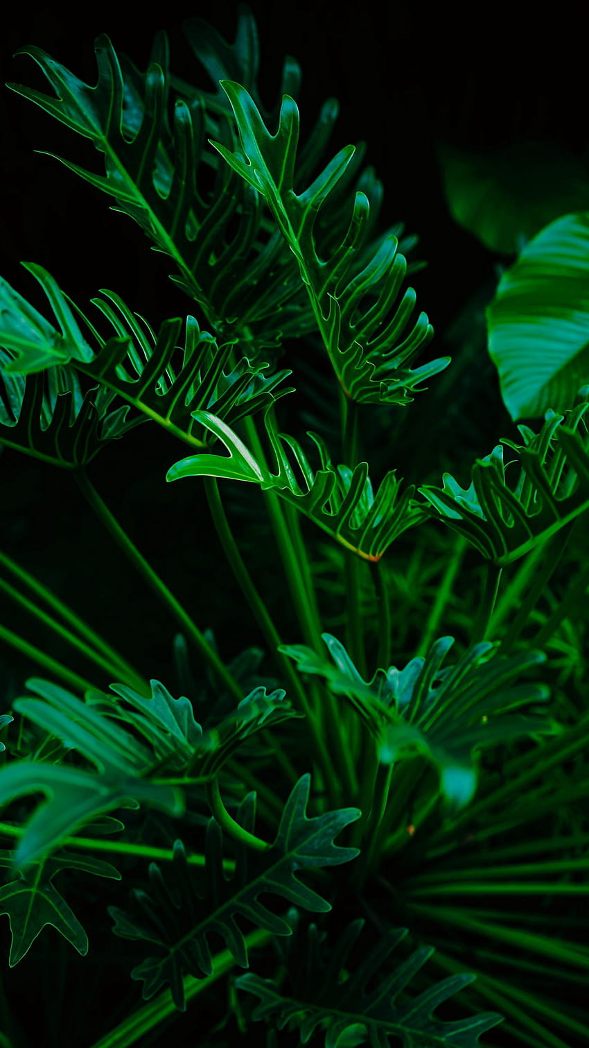 растение, листа, зелен, екзотичен q samsung galaxy s6, s7, край, забележка, lg g4 фон HD тапет за телефон