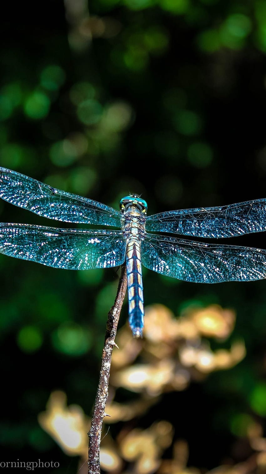 Dragonfly, Blue, Adorable, Insect HD phone wallpaper