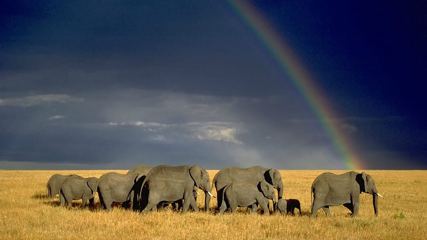 Les éléphants suivent l'arc-en-ciel, Éléphant, Nuages, Pluie, Arc-en-ciel Fond d'écran HD