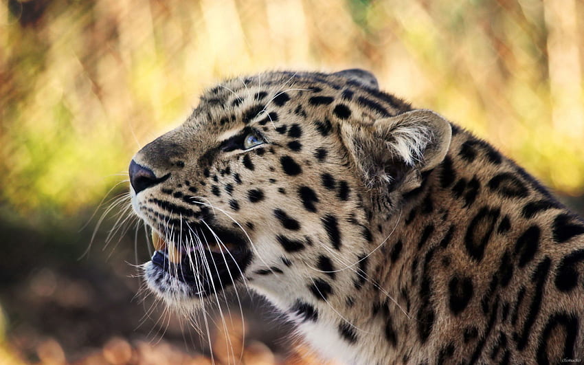 Tiere, Leopard, Schnauze, fleckig, gefleckt, Schnurrbart, Schnurrbart HD-Hintergrundbild