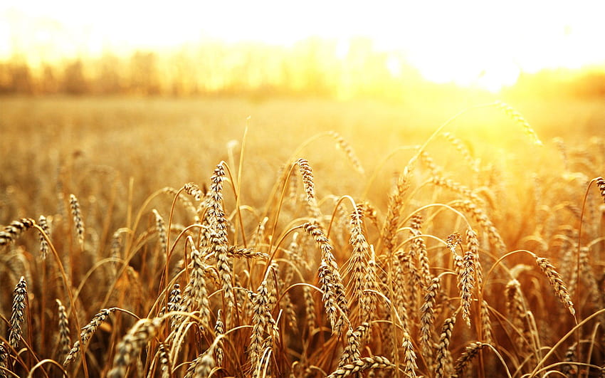 Weizen und Hintergrund HD-Hintergrundbild