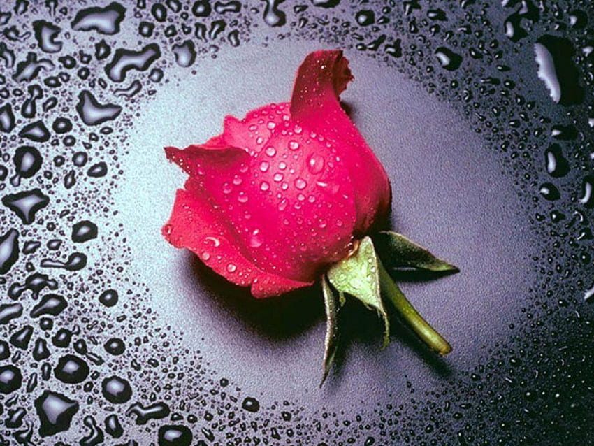 愛のバラ、バラの頭、雨滴、花 高画質の壁紙