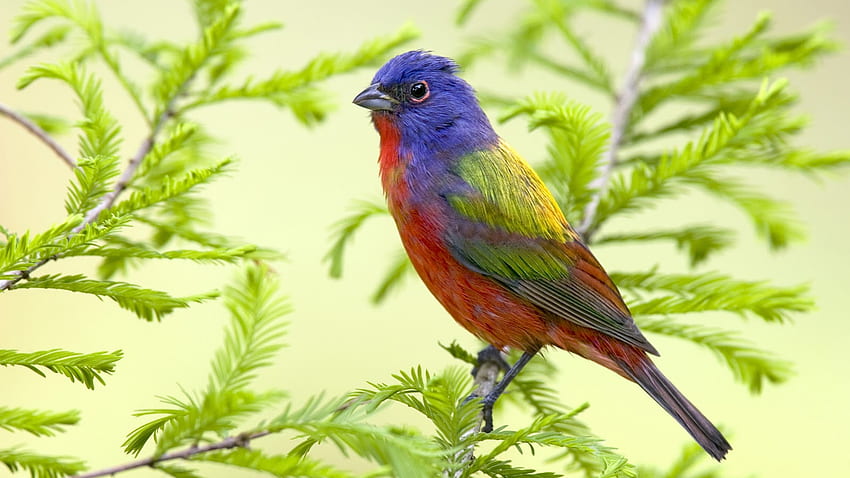 Painted bunting., leaf, bunting, bird, colour HD wallpaper