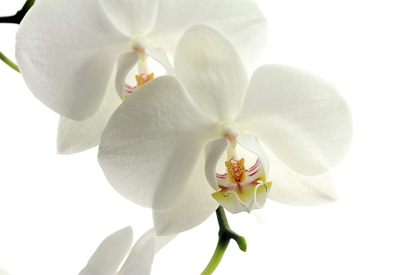 Flores, Flor, Pétalas, Orquídea papel de parede HD