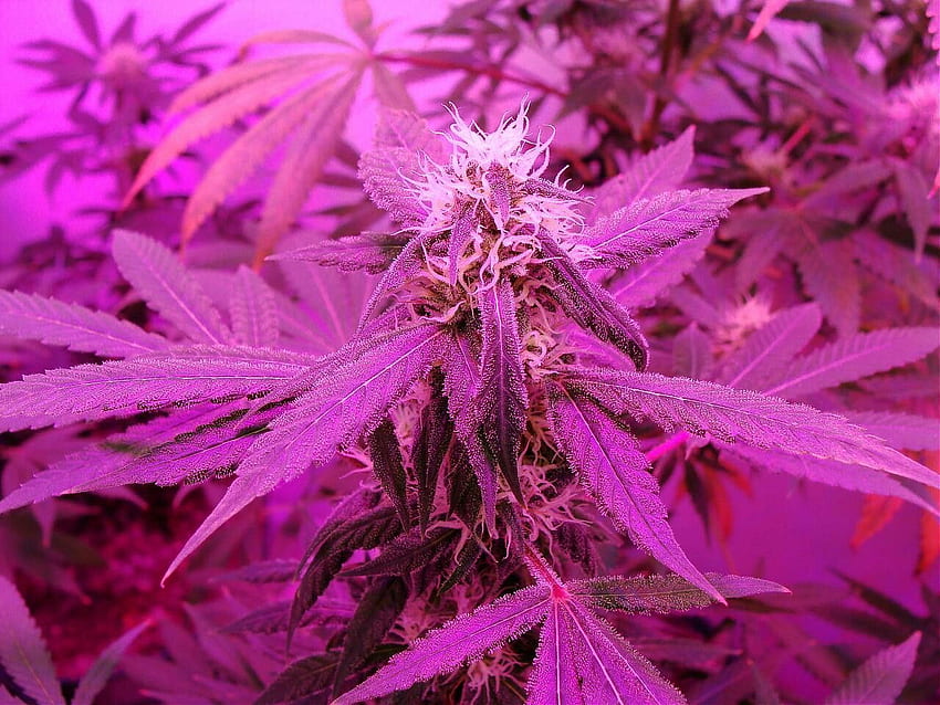 Purple Marijuana. earb. Pink, Pink panthers and Purple, Pink Weed HD wallpaper