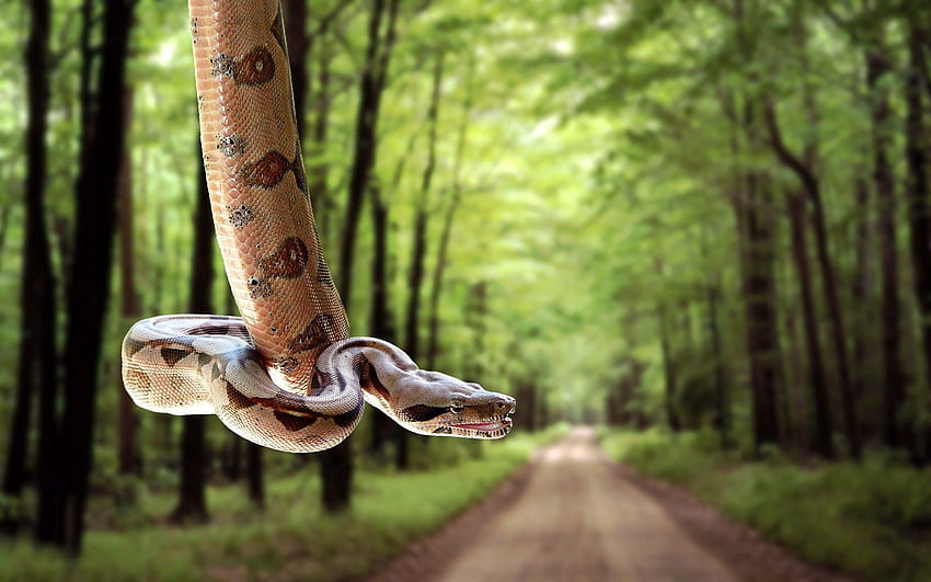 Animals, Trees, Grass, Road, Blur, Smooth, Snake HD wallpaper
