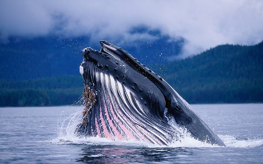 Animals, Water, Waves, Whale HD wallpaper