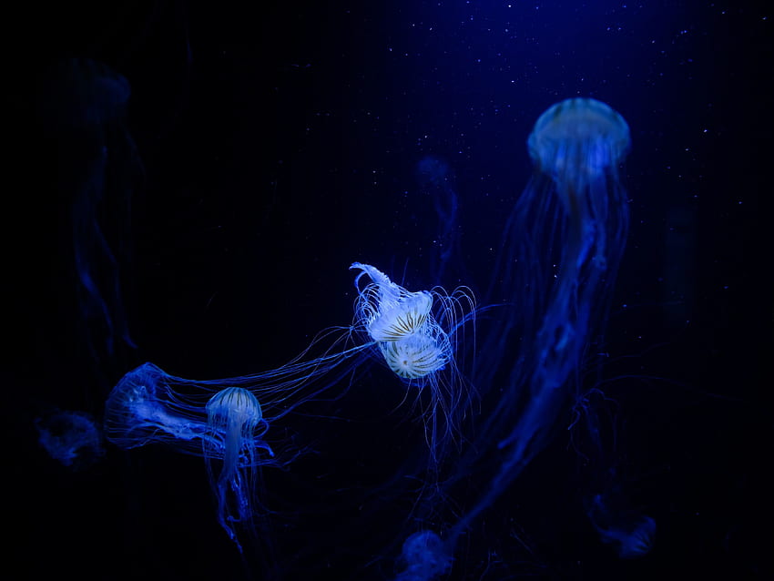 Jellyfish, Underwater, Dark Sea HD wallpaper