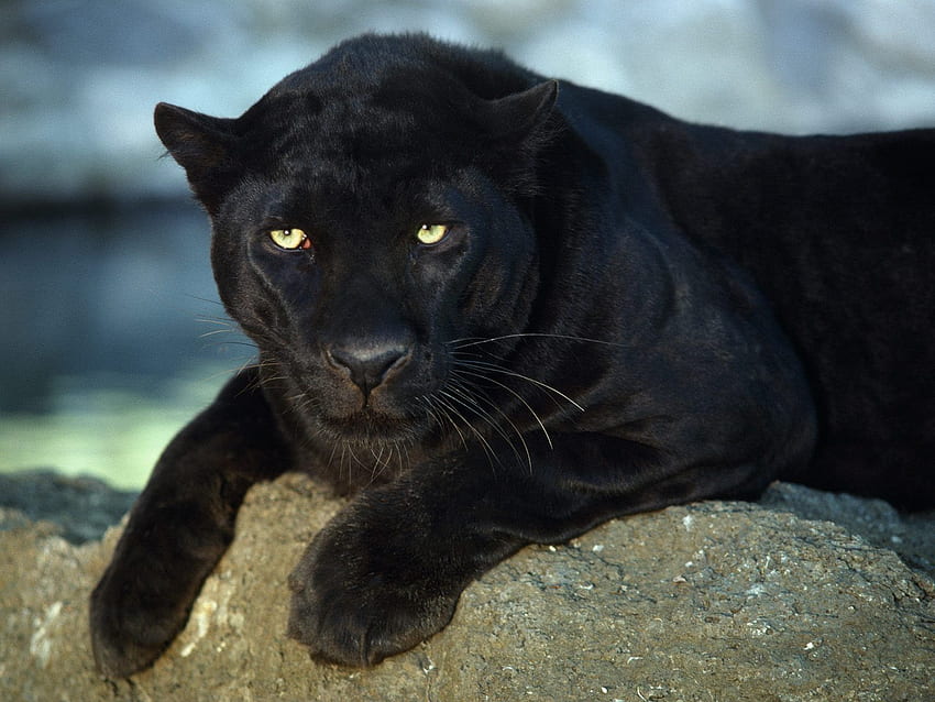 Black Leopard Big Cats Animals in jpg format for HD wallpaper