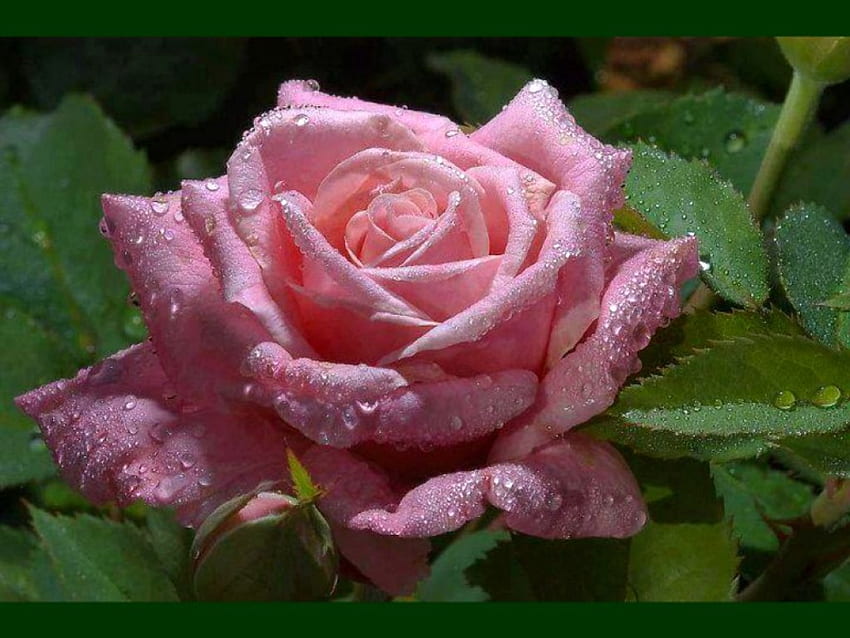 Pink rose, summer, rose, pink, drops, garden, beauty HD wallpaper