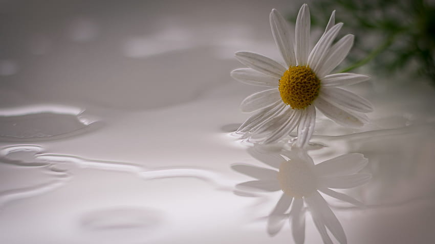 Gänseblümchen, Blume, Hintergrund, Blütenblätter HD-Hintergrundbild