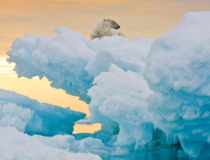 di atas, pemandangan laut, beruang, binatang, salju, kutub, liar, air, bagus Wallpaper HD