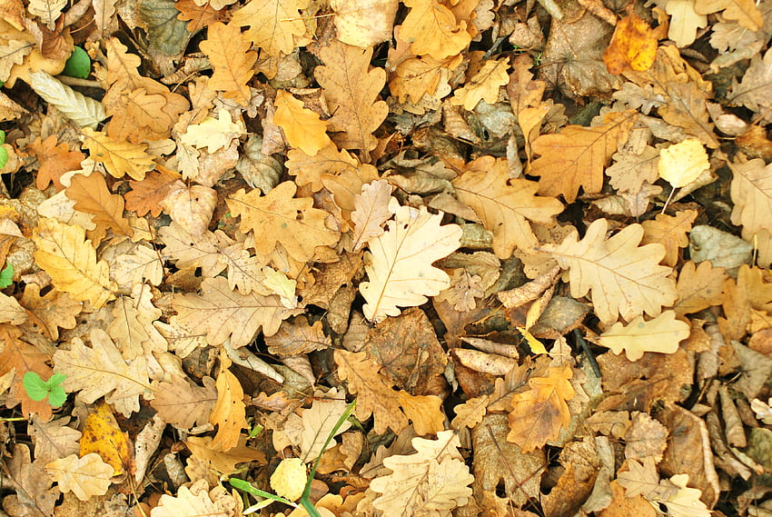 自然, 秋, 葉, オーク, 落ちた 高画質の壁紙