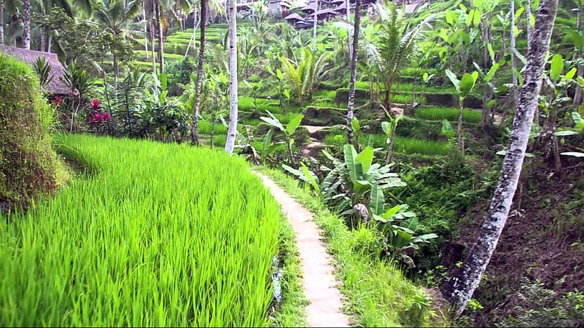 Свързани . Красив . Райс, забавно, оризови полета Бали Индонезия HD тапет