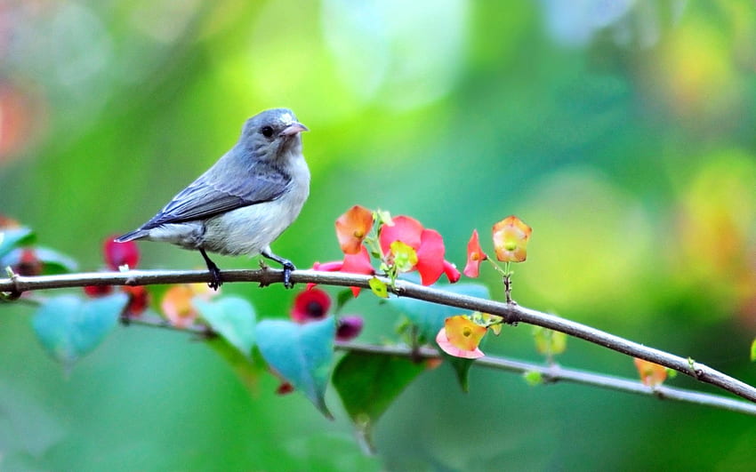 Tiere, Blumen, Vogel, Unschärfe, glatt, Zweig HD-Hintergrundbild
