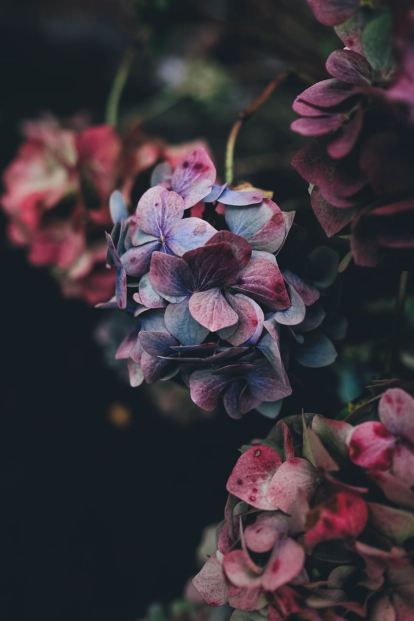 Flores, Arbusto, Pétalas, Hortênsia Papel de parede de celular HD