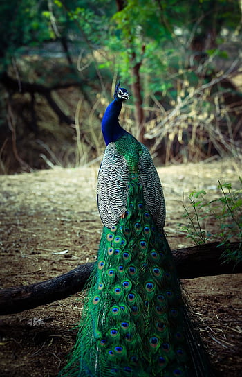 Page 2, Blue, Peacock HD wallpapers