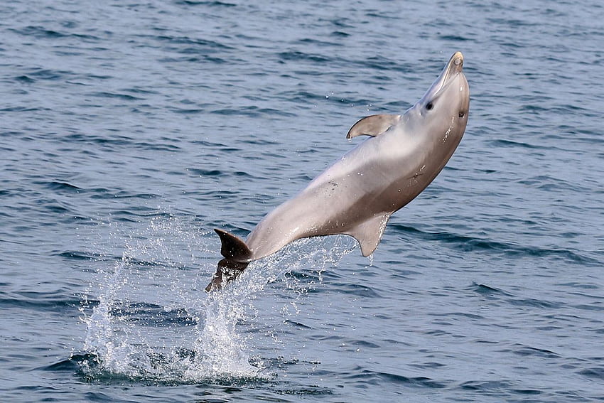 Baby Bottlenose Dolphin Jumping off South Australia, Baby Dolphins HD wallpaper