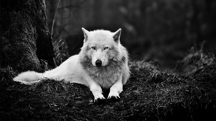Wolf erstaunlich voller Hintergrund, Evil White Wolf HD-Hintergrundbild