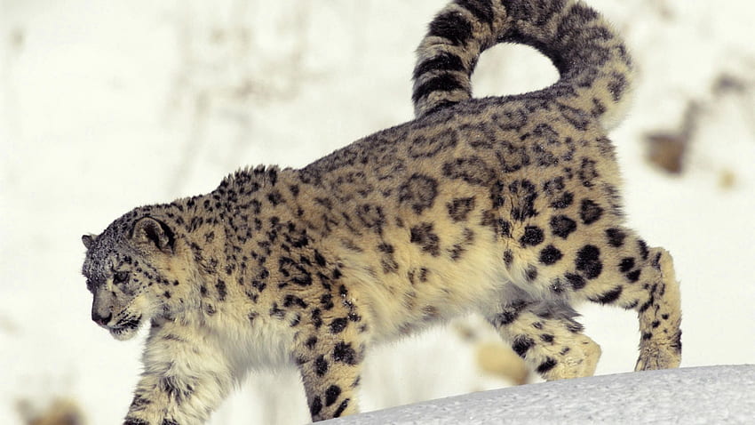 Animali, leopardo delle nevi, neve, predatore, gattone, passeggiata Sfondo HD