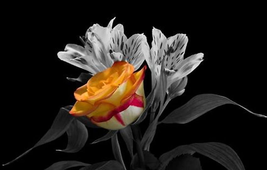 Magic Rose, rose, light and dark, beautiful, yellow and contrast, flowers, two colors HD wallpaper