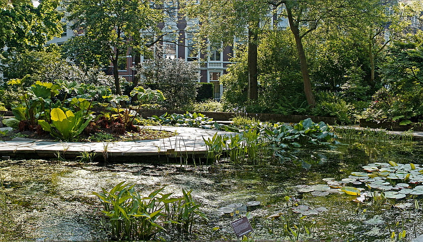 Nature, Water Lilies, Lake, Vegetation, Plate, Nameplate, Garden, Pond, Courtyard, Yard HD wallpaper